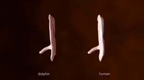 Dolphins and Human Embryo Generation