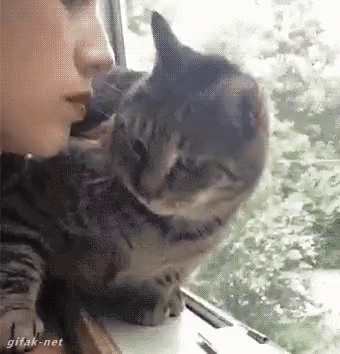 A cat with a kiss on its face. gif
