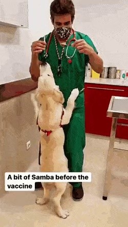 How to give a shot by a veterinarian