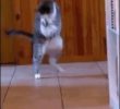 Shadow boxing cat gif