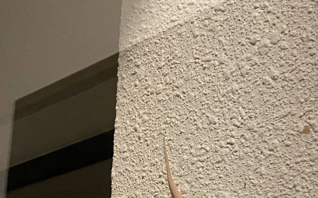 A lizard appears at home.jpg