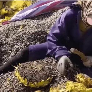 Scientific Sunflower Seed Harvesting Methods