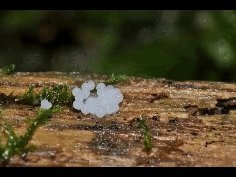 Continuous shooting of mushroom growing gif