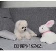 A puppy surprised by a rabbit kiss