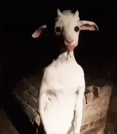 The reason why pharmacophobic goats are the devil's symbol in the West