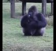 Gorilla Rejects Tourists' Food in SOUND Sign Language