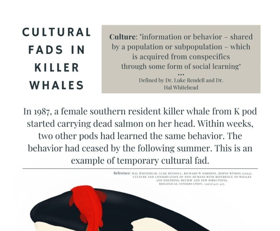 The reason why killer whales carried salmon on their heads.jpg