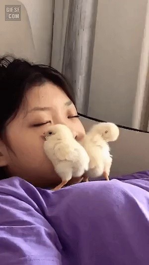 Chick, the heater is coming out from here. gif