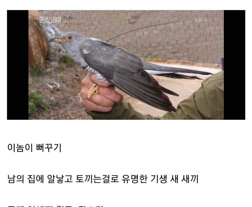 The cuckoo is a vicious bird