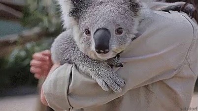 Koala, give me a hug!