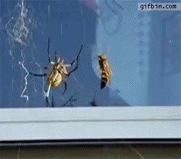 Spiders vs wasps