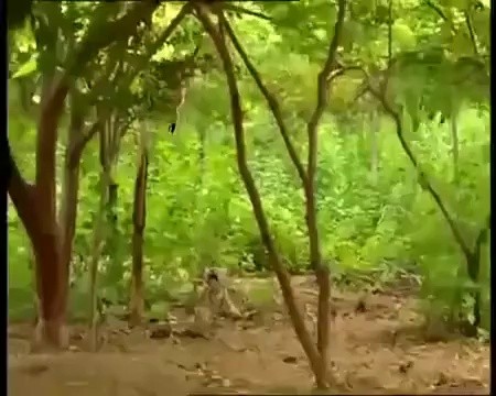 A monkey playing with a little tiger gif