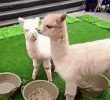 an alpaca that scolds one's friend