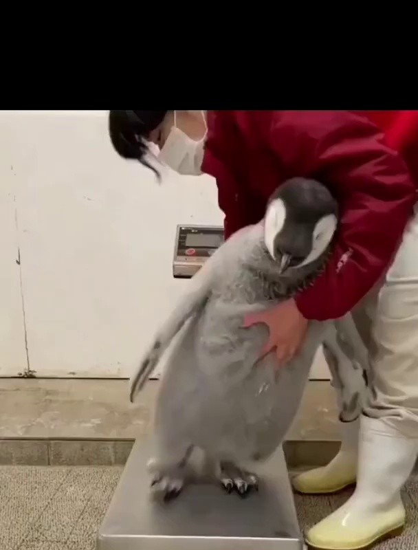 SOUND Baby Penguin Weight Measurement mp4