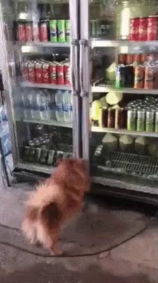 How a puppy avoids the heat gif