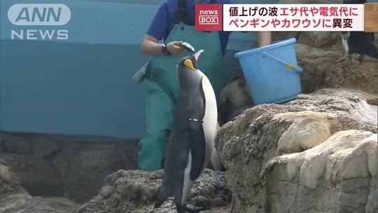 Japan's Aquarium Has Been Affected by InflationLOLGIF