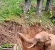 Save the baby elephant who fell into a puddle with a forklift