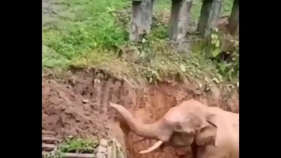 Save the baby elephant who fell into a puddle with a forklift