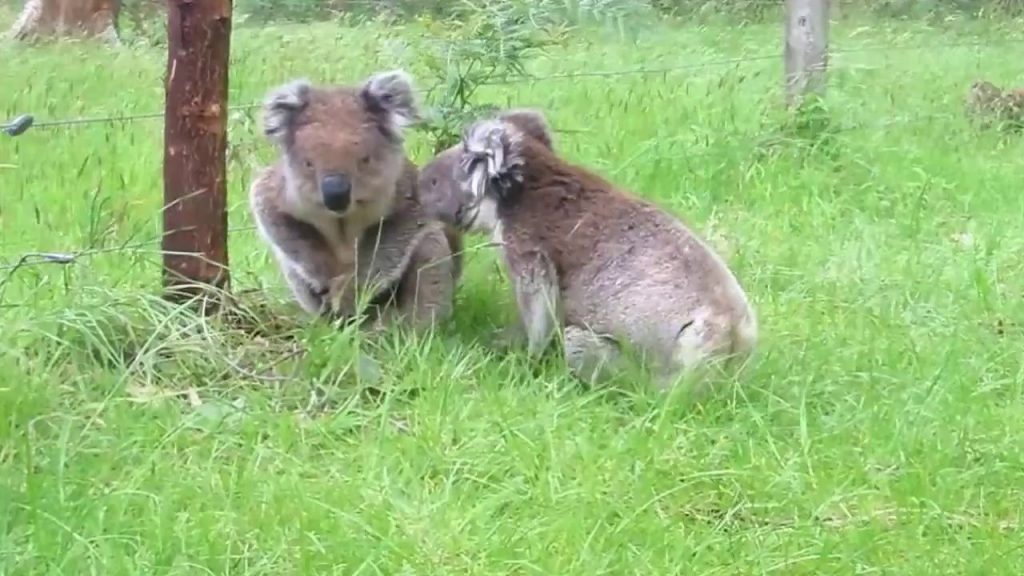 SOUND: Koalas fighting with each other