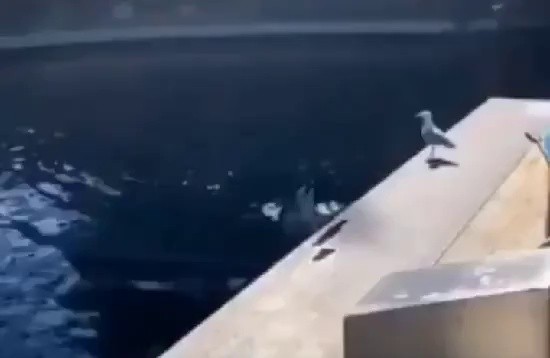Dolphin playing with seagulls gifs