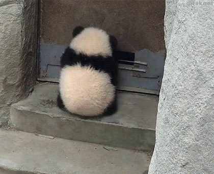 Panda Opens the Door