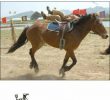 Horseback riding test that Admiral Yi Sun-shin failed.jpgif