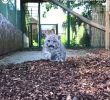 SOUND Snow Leopard creeps closer