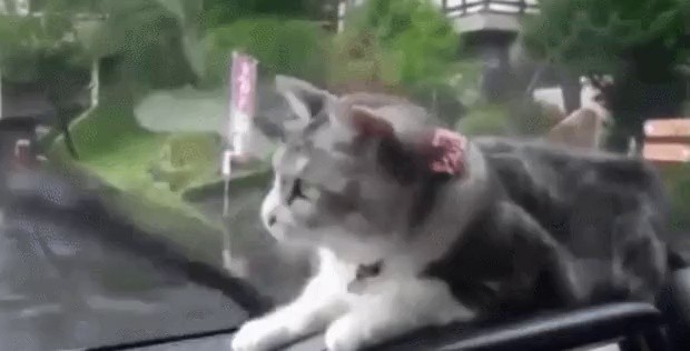 The cat was surprised to see the wipers