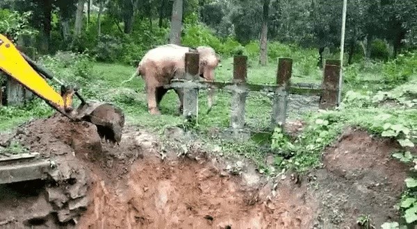 Elephant that the excavator was thankful for