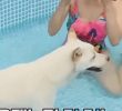 Jindo Dog Is Scared of the Water and Looking for the Handmaid's Hand