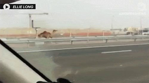 How to deal with missing a camel on the highway.gif