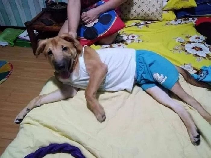 I dressed the dog in human clothes, and the father is here