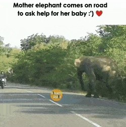 Mother Elephant Wanted Help on the Road