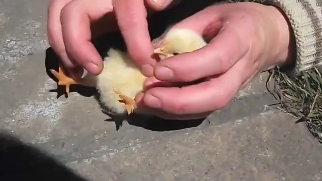 SOUND Baby chick who falls asleep when petting her stomach mp4