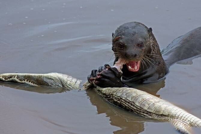 Poor otter being attacked by a drug-hate jaguar