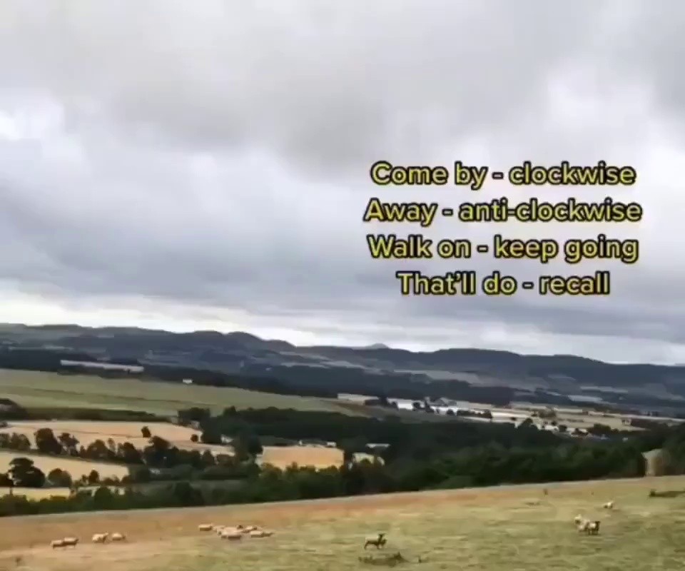 SOUND Border Collie's amazing technology for sheepling.mp4