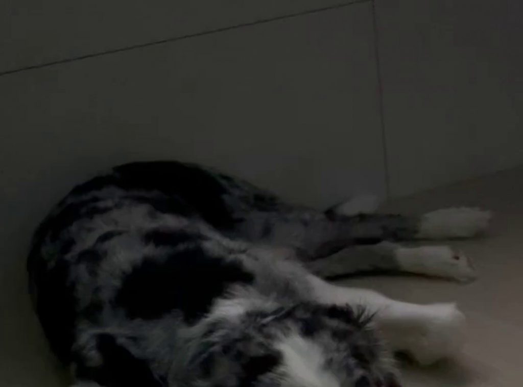 SOUND. Sleeping Border Collie video