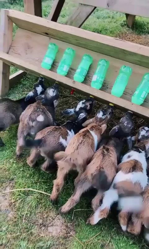 SOUND Cute Goats Drinking Milk GIF