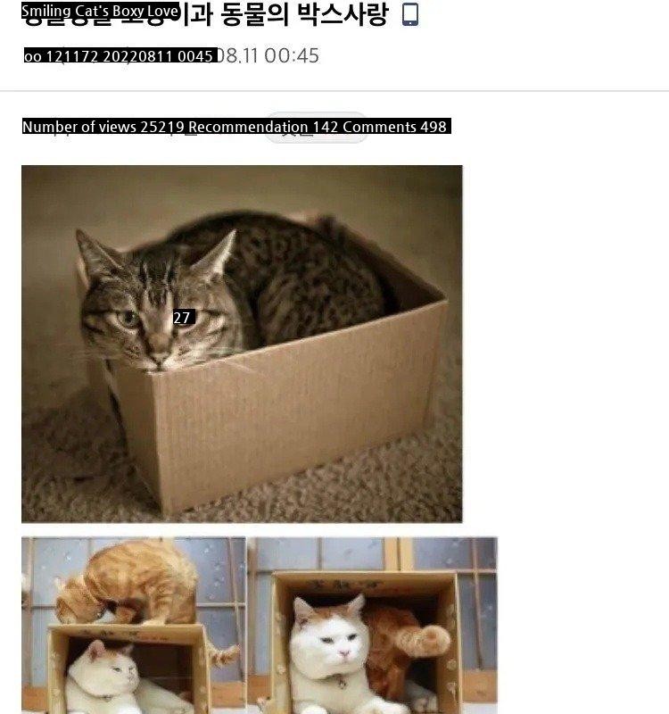 The box love of smiling cats.jpg