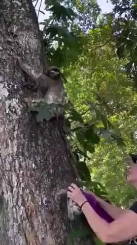 (SOUND)The mother and baby sloth be reunited.