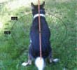 Why a dog goes round and round before defecation