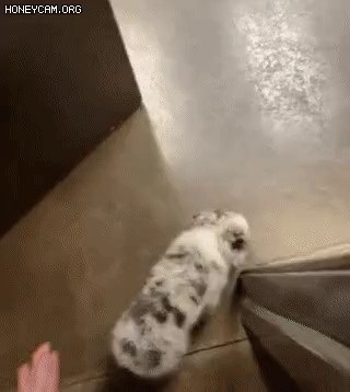 A dog that shakes its butt after seeing a vet. gif