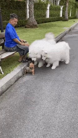 Samoyed Meets Small Puppy Friend While Taking a Walk