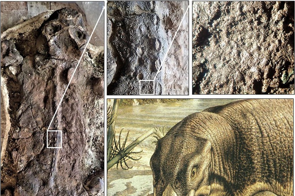 트라이아이스기 초기 고생물인 리스트로사우루스의 미라 발견