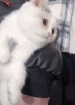 A cat who knows the taste of scalp massage gif