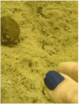 the ability of a scallop to swim