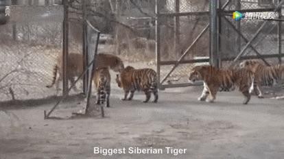 Bengal Tiger Meets Baekdusan Tiger