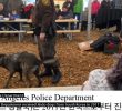 The reason why Jindo dogs were rejected as police dogs.jpg