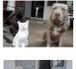 The reason why cats with dogs are more dangerous