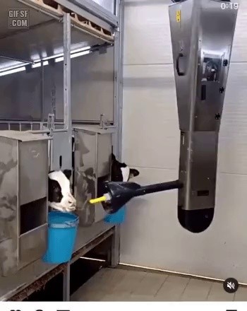 a calf-feeding machine